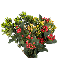 (OC) Hypericum Assorted 6 Bunches For Delivery to Houma, Louisiana