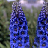 (OC) Delphinium Assorted 6 Bunches