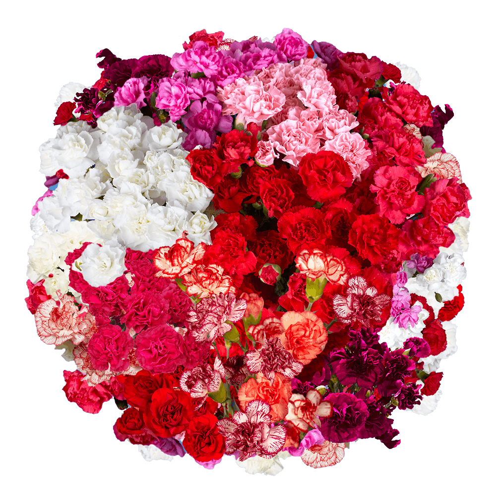 Best Assorted Spray Carnations