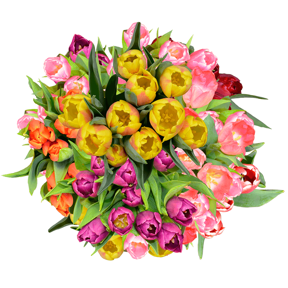 100 Stems of Assorted Color Tulips
