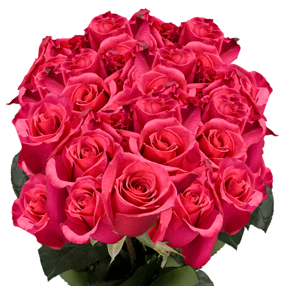 Best Beautiful Hot Pink Roses