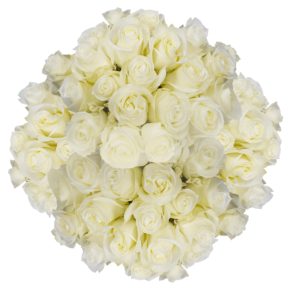 Best Big White Roses