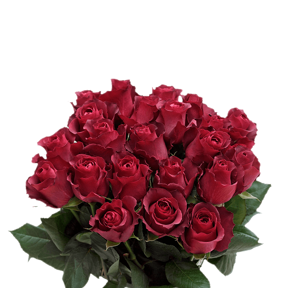 Best Cheap Terracota Roses Freshest Roses Online Free Delivery
