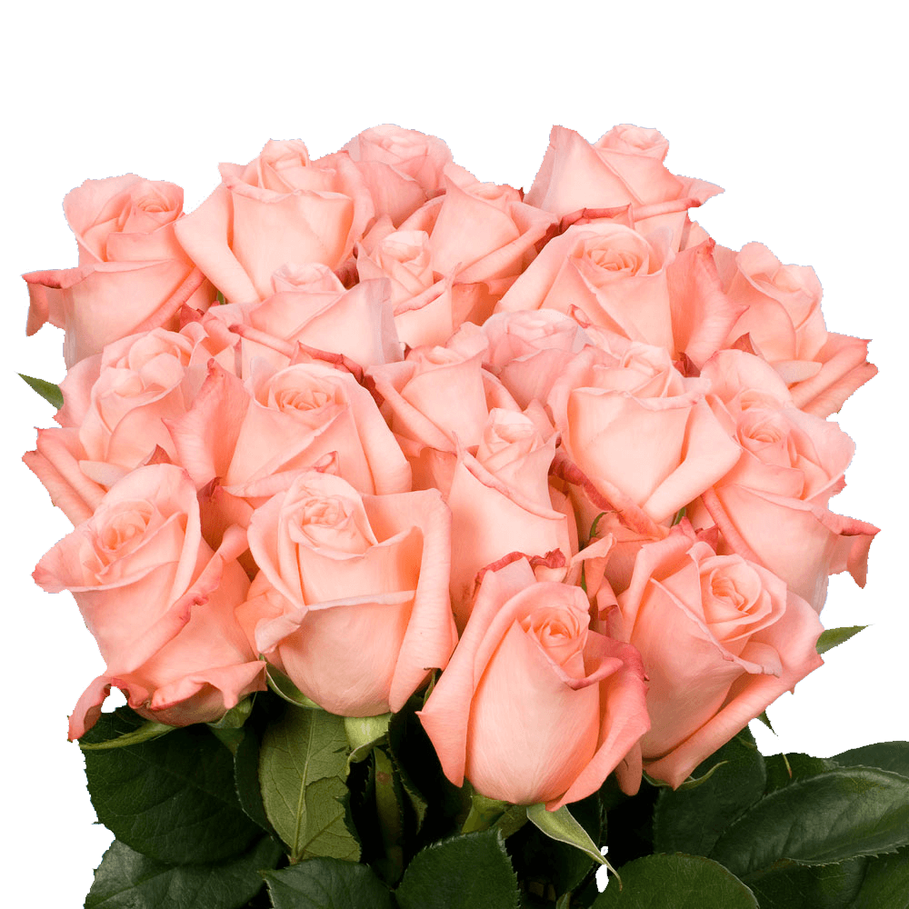Best Classic Pink Roses