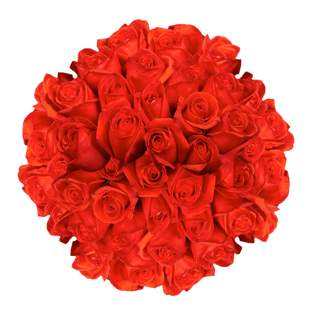Best Coral Orange Roses