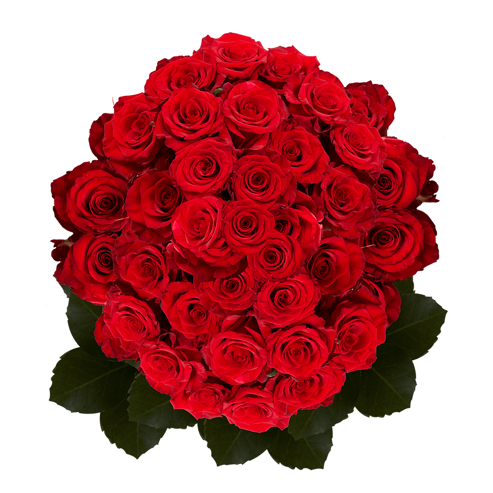 Best Dark Red Roses