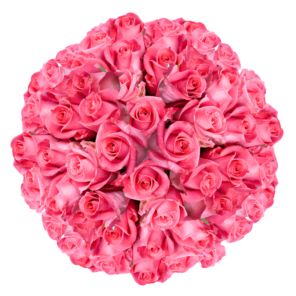 Best Deep Pink Roses