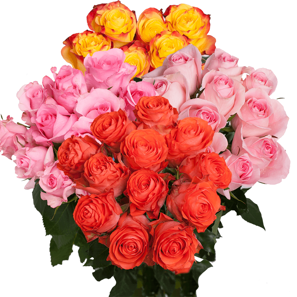 Best Dozens of Assorted Colored Roses