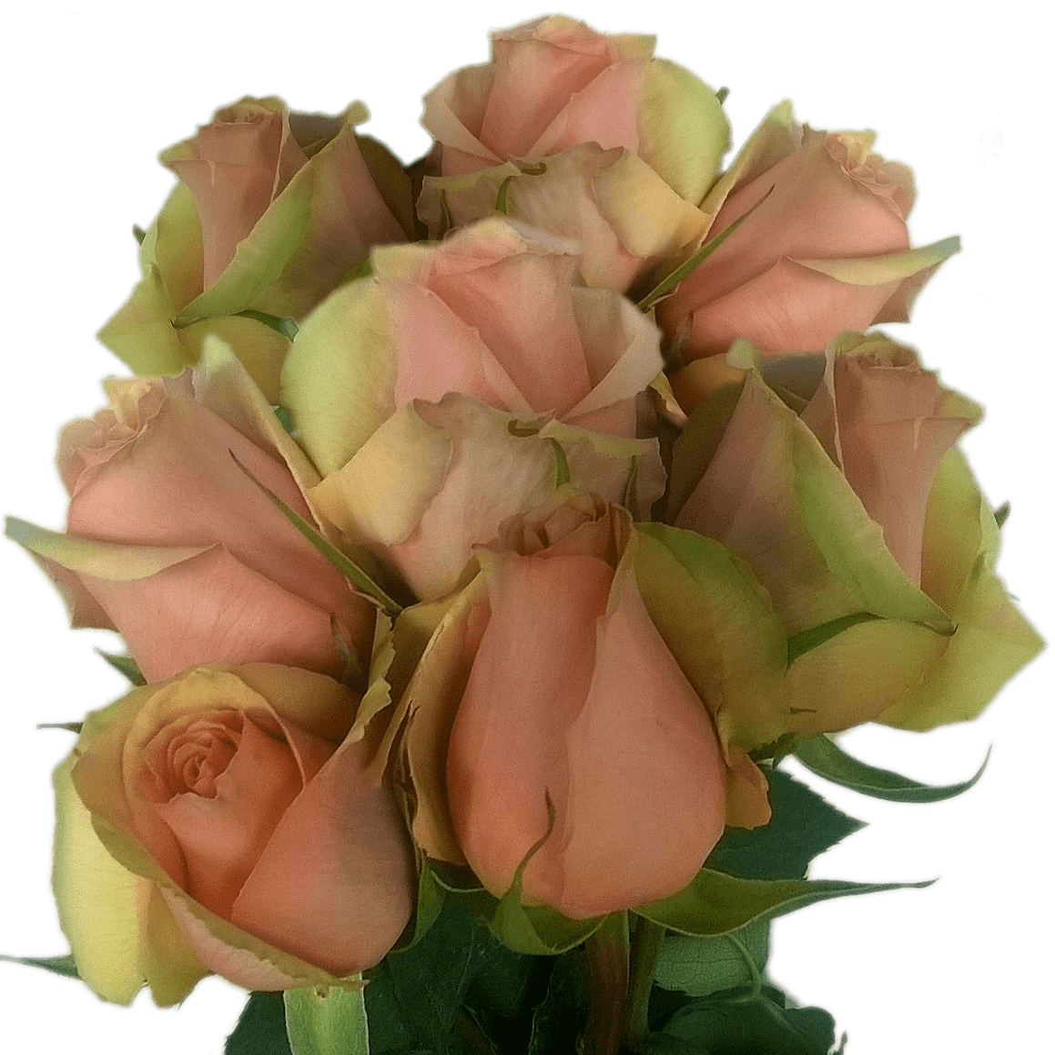 Best Fresh Peach Roses for Delivery Roses On Sale Cheap Peach Roses