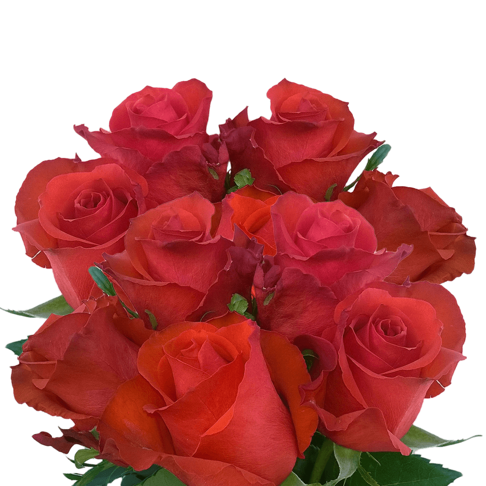 Best Fresh Red Roses Perfect for Arrangements Free Roses Delivery