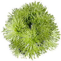 (HB) Pom Fuji Spider Green 20 Bunches For Delivery to Rochester, New_York