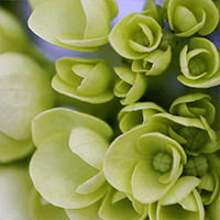 (HB) Mini-Hydrangeas Green 50 Stems For Delivery to Idaho