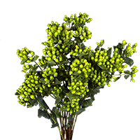 (OC) Hypericum Green 6 Bunches For Delivery to Toledo, Ohio