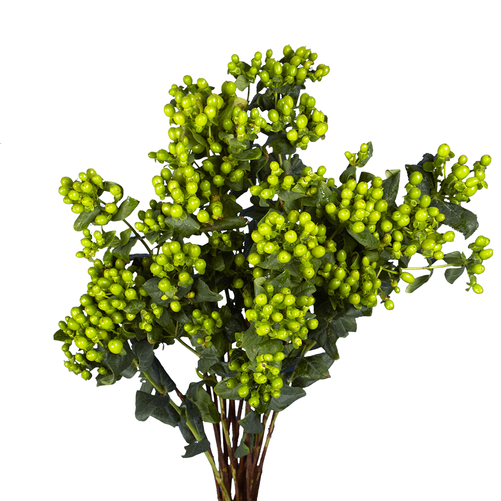 Best Green Hypericum Flowers