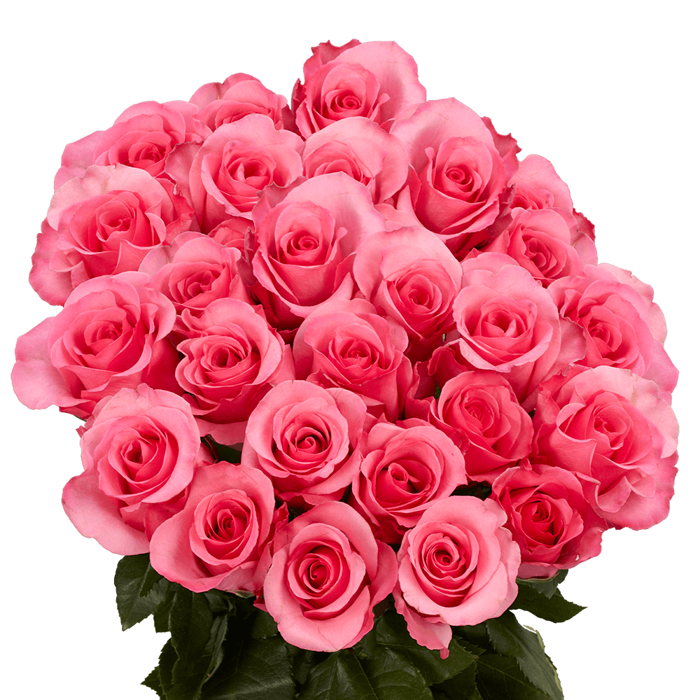 Best Hot Pink Roses