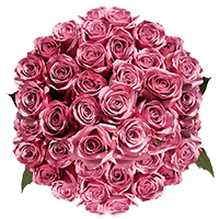 Rose Sht Lavender (QB) [Include Flower Food] (OM) For Delivery to Hendersonville, North_Carolina