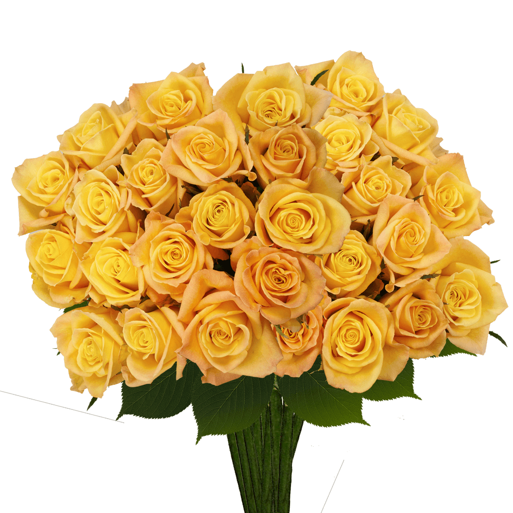Best Light Yellow Rose Florist