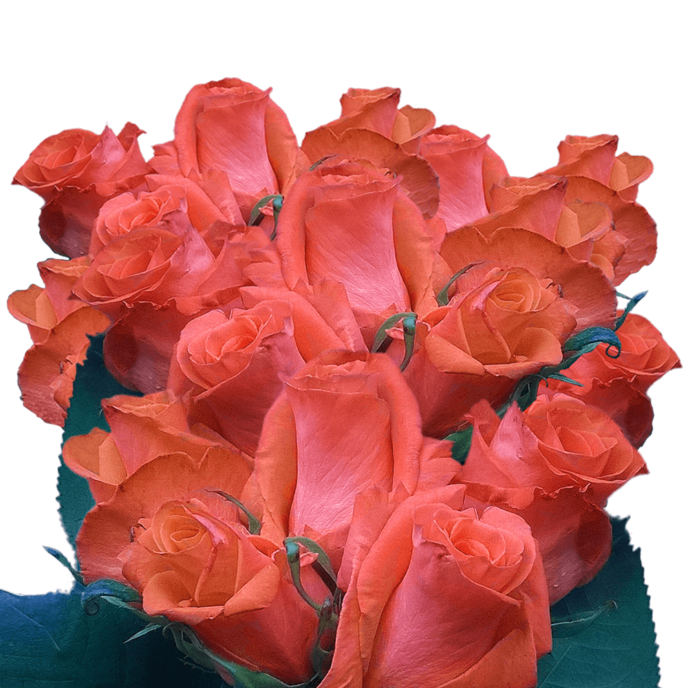 Best Long Stem Coral Roses Super Long Stems Rose Flowers