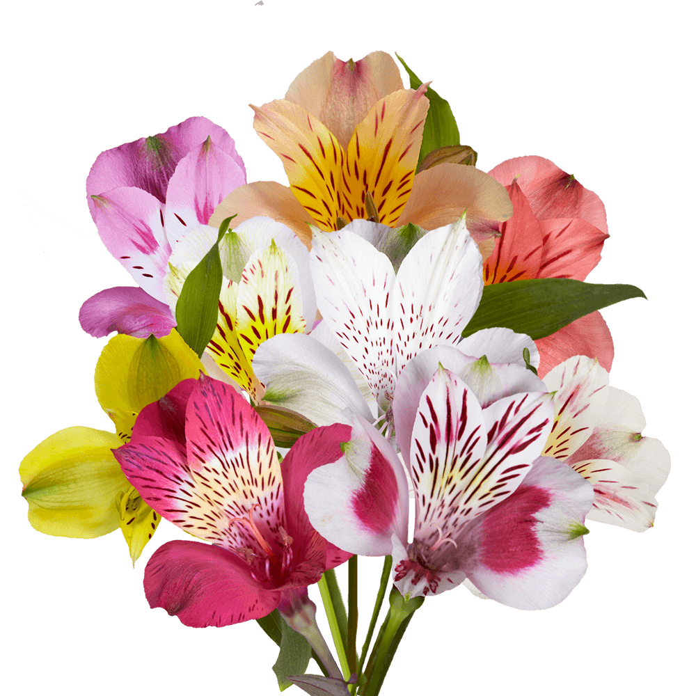 Best of Your Choice of Colors of Super Alstroemeria Flowers