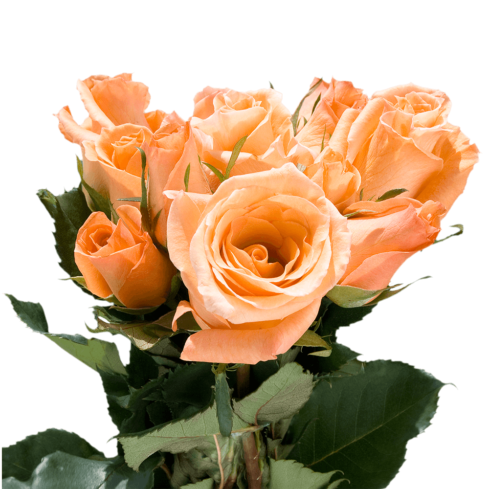 Best Orange Rose Florist