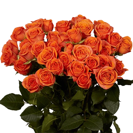 SRS-ORANGE