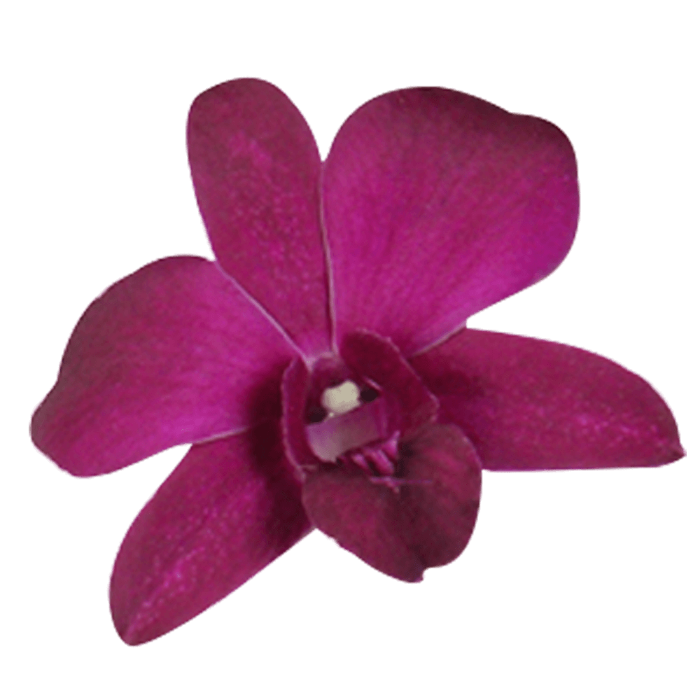 Best Orchid Flowers Dark Purple Orchids Fresh Flowers Delivery