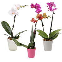 (HB) Orchids Dwell Pot 10 Bunches For Delivery to Troy, New_York