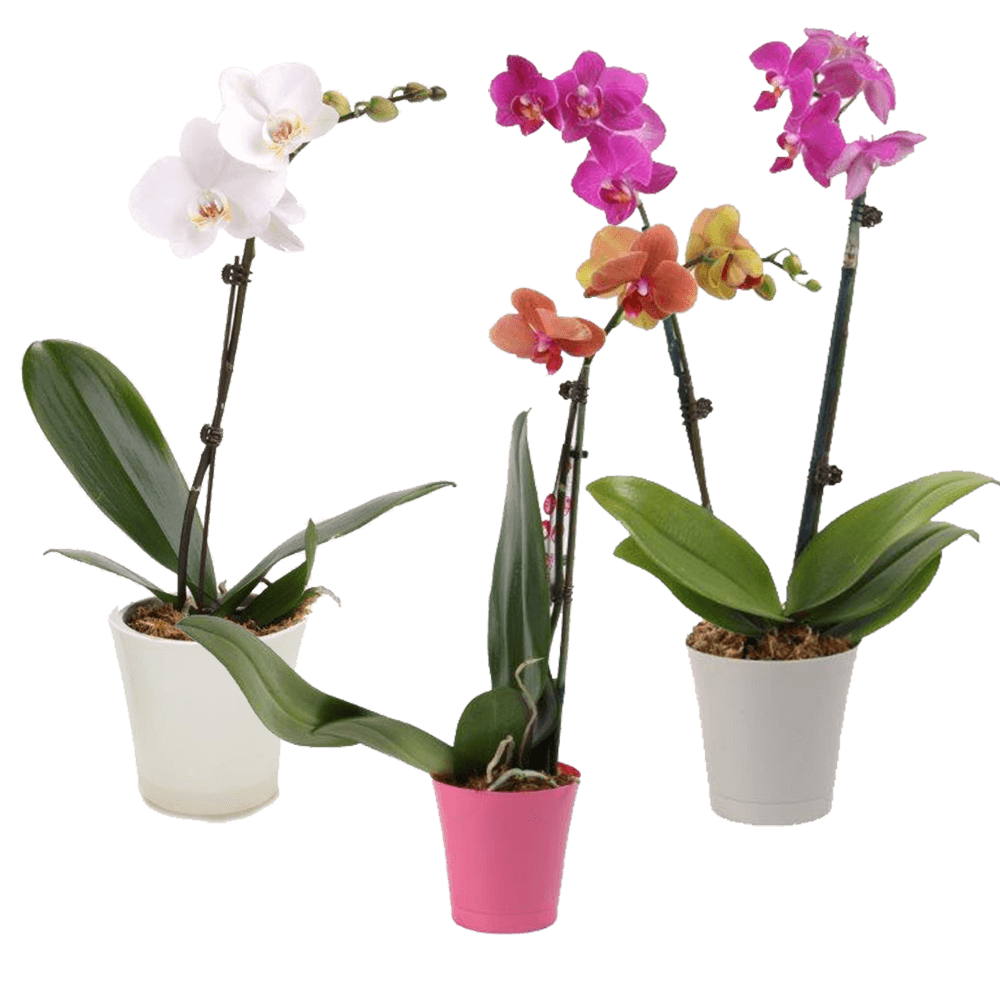Best Orchids
