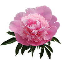 (OC) Mon Jules Elie Peonies 40 Stems For Delivery to Tennessee