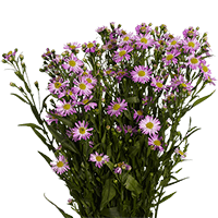 (QB) Aster Pink 10 Bunches For Delivery to Warner_Robins, Georgia