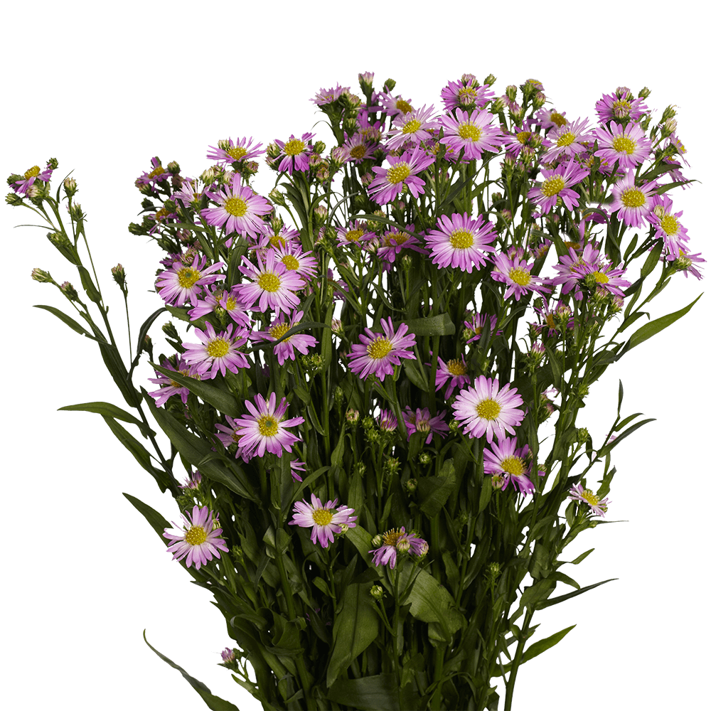 Best Pink Aster Flowers