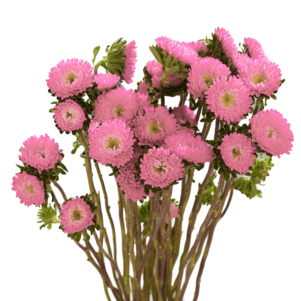 Best Pink Aster Matsumoto Flowers