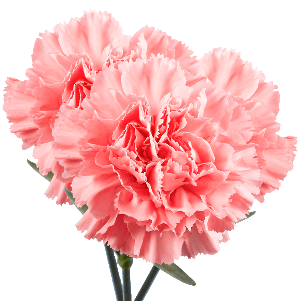 Best Pink Carnations
