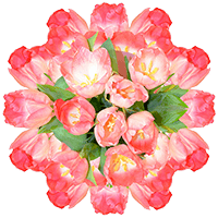 (QB) Pink Tulip Flowers 10 Bunches For Delivery to North_Little_Rock, Arkansas