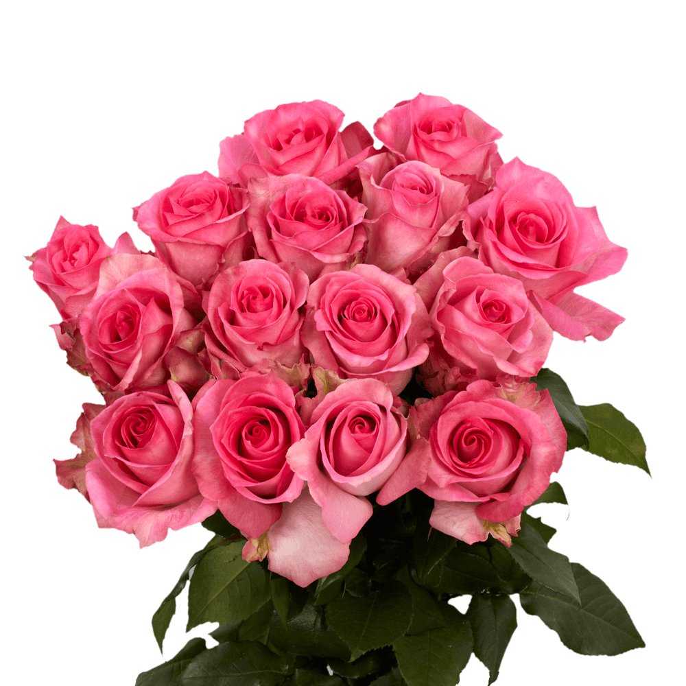 Best Pink Wedding Rose
