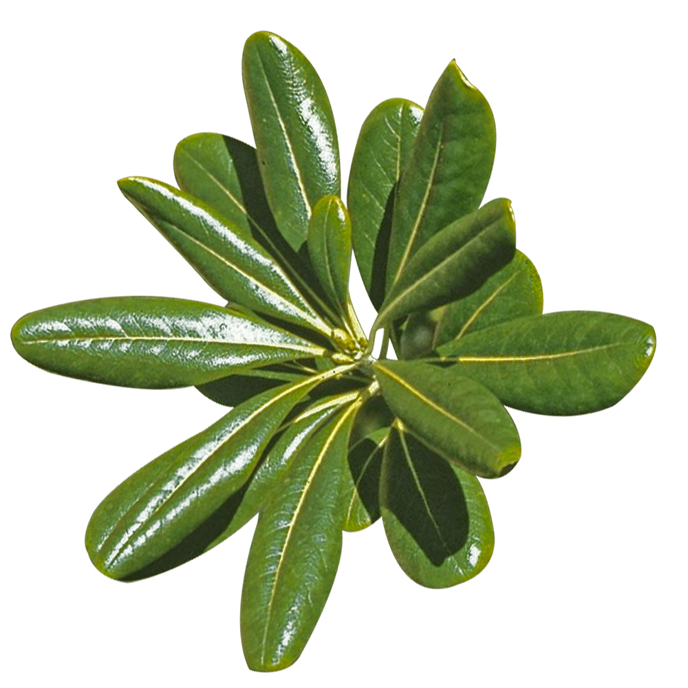 Best Pittosporum Leaves