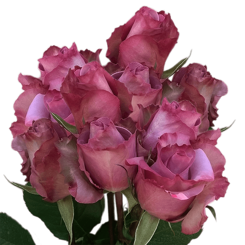 (HB) Rose Med Blue Curiosa For Delivery to Elizabethtown, Pennsylvania