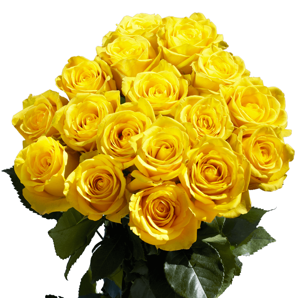 Best Pure Yellow Roses
