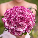 (BDx20) Purple Carnations 6 Bridesmaids Bqts