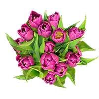 (QB) Purple Tulip Flowers 10 Bunches For Delivery to Battle_Creek, Michigan