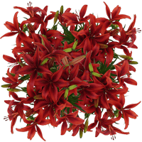 (HB) Asiatic Lilies Red 12 Bunches For Delivery to Utah