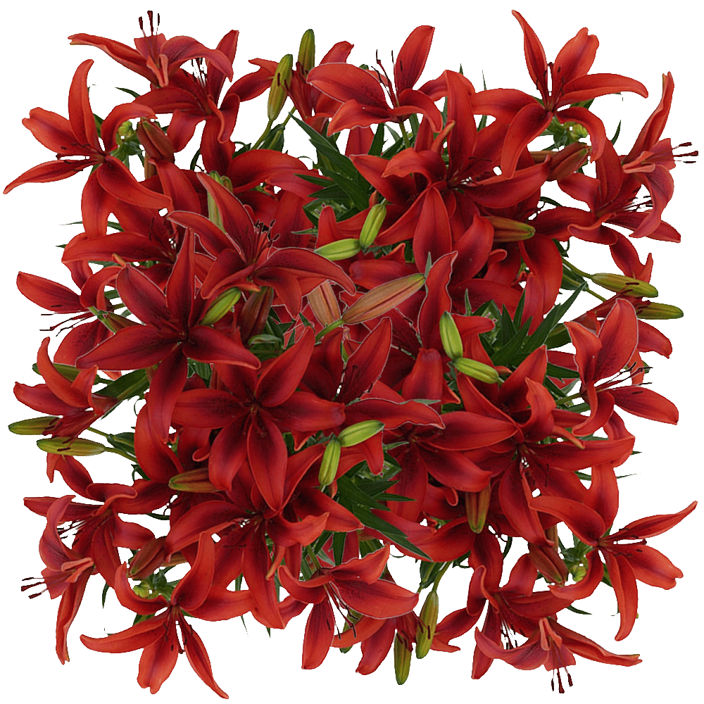 Best Red Asiatic Lilies