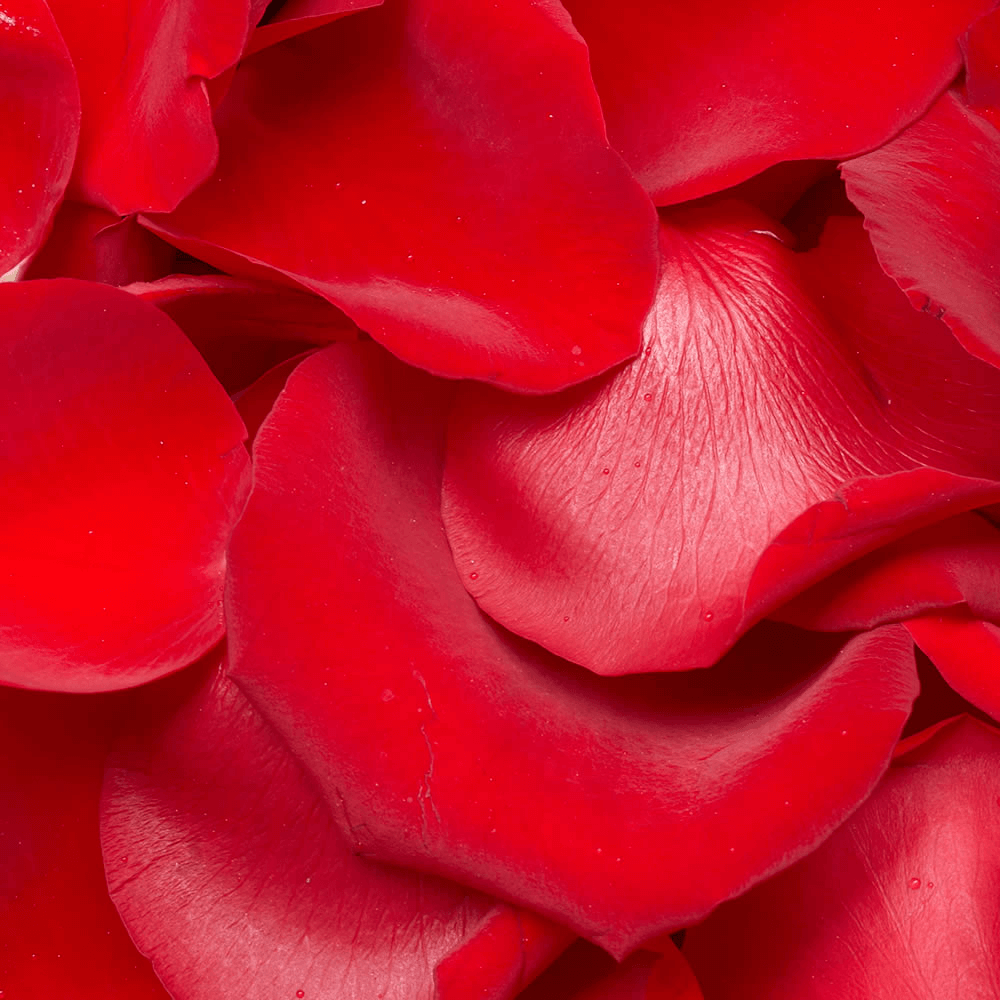 Best Red Rose Petals