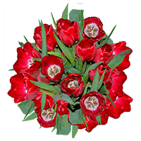 (QB) Red Tulip Flowers 10 Bunches For Delivery to West_Hollywood, California