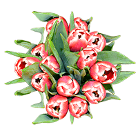 (QB) Red White Tulip Flowers 10 Bunches For Delivery to New_York