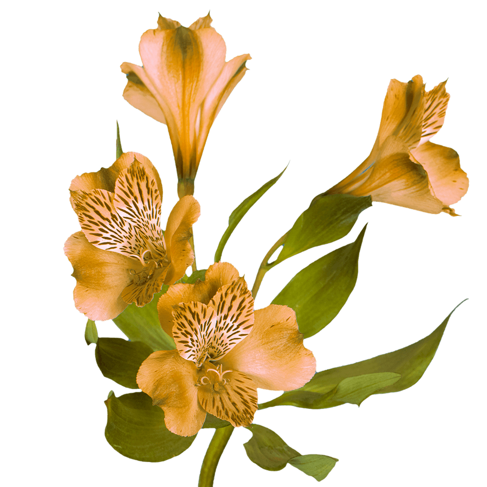 Best Select Orange Alstroemeria Flowers