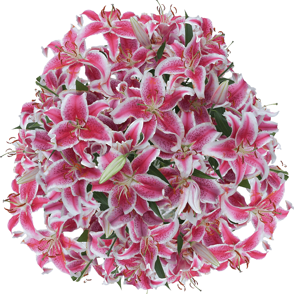 Best Stargazer Oriental Lilies