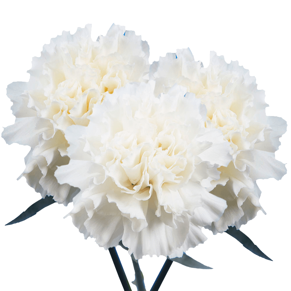 Best White Carnations