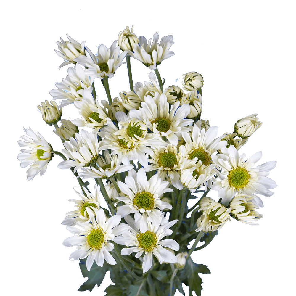 Best White Chrysanthemum Daisy Flowers