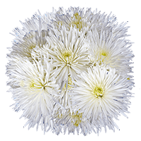 (HB) Pom Fuji Spider White 20 Bunches For Delivery to Norwalk, California